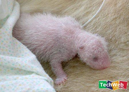 威尼斯小熊猫（30周早产的胎儿可以存活吗）